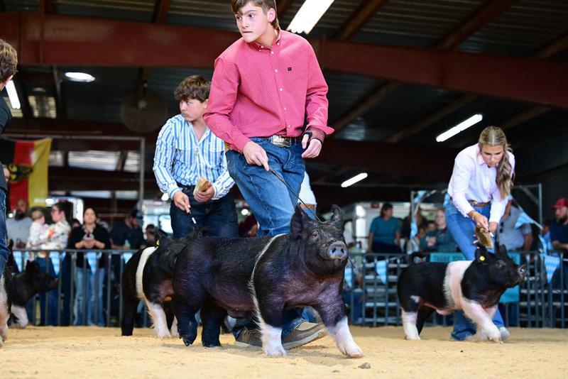 25GTT- RingAHamps-5016.jpg