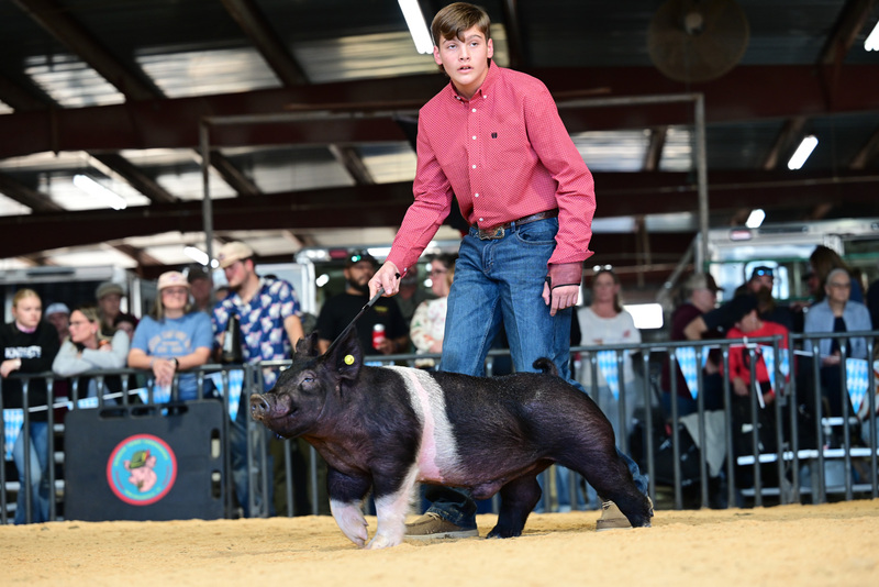 25GTT- RingAHamps-5050.jpg