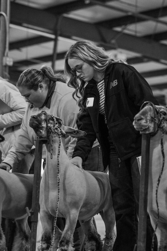 26GS-LivestockJudging-9607.jpg