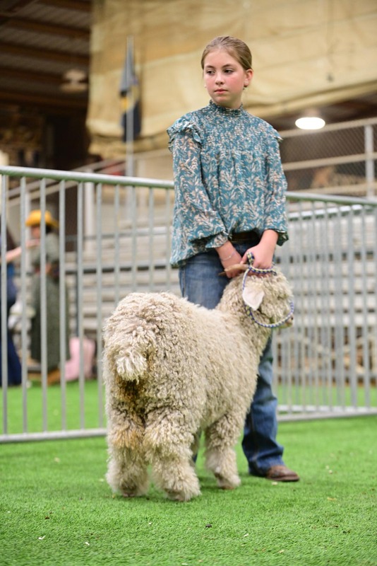 26KC-Angoras-5641.jpg