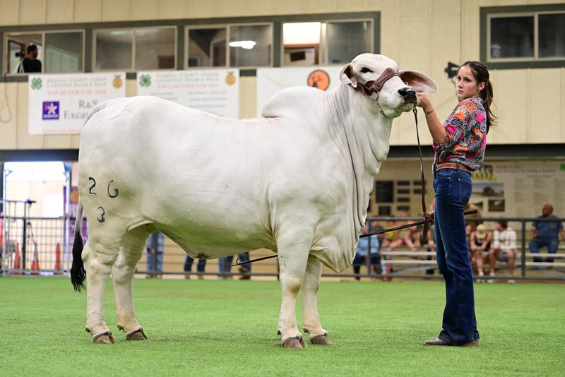 26KC-HeiferHS-0096(1).jpg