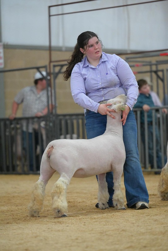 26KerrCo-BreedingSheepHS-7236.jpg