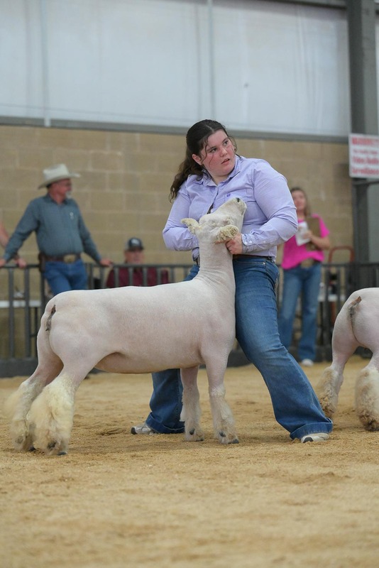 26KerrCo-BreedingSheepHS-7252.jpg
