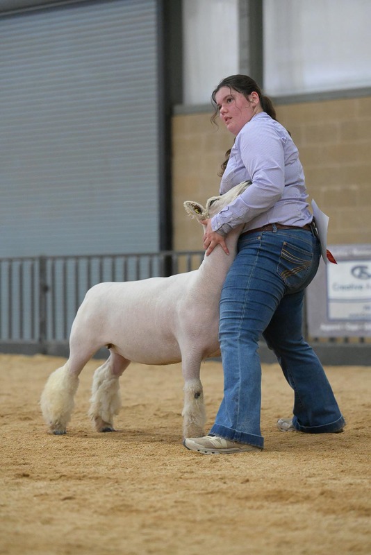 26KerrCo-BreedingSheepHS-7259.jpg