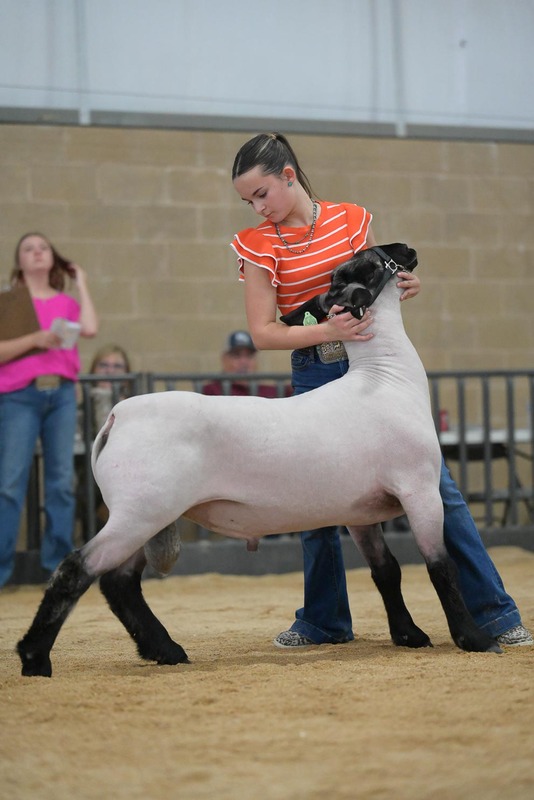 26KerrCo-BreedingSheepHS-7314.jpg