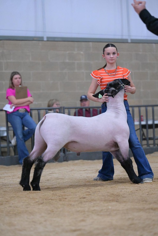 26KerrCo-BreedingSheepHS-7321(1).jpg