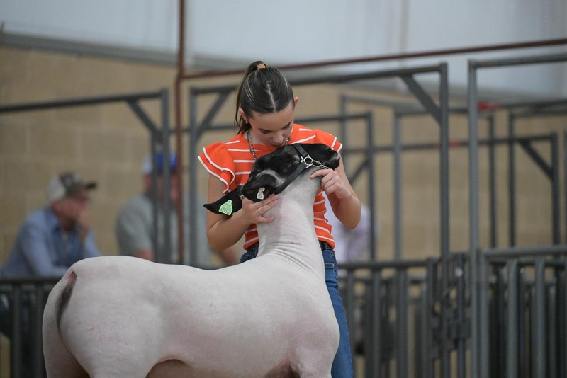 26KerrCo-BreedingSheepHS-7328.jpg