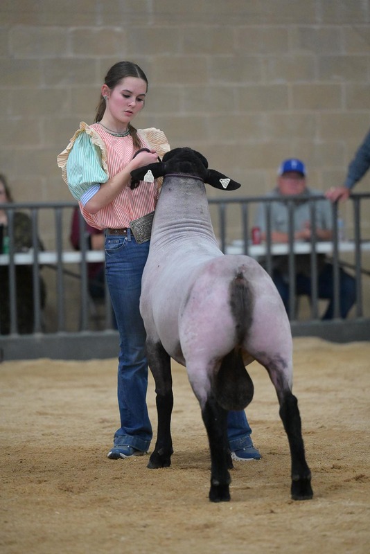 26KerrCo-BreedingSheepHS-7346(1).jpg