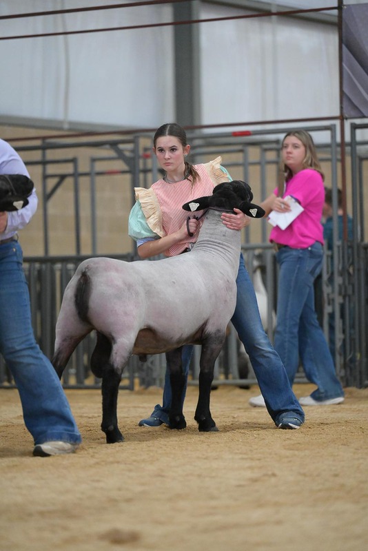 26KerrCo-BreedingSheepHS-7349.jpg