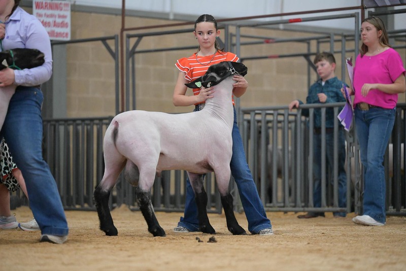 26KerrCo-BreedingSheepHS-7366.jpg