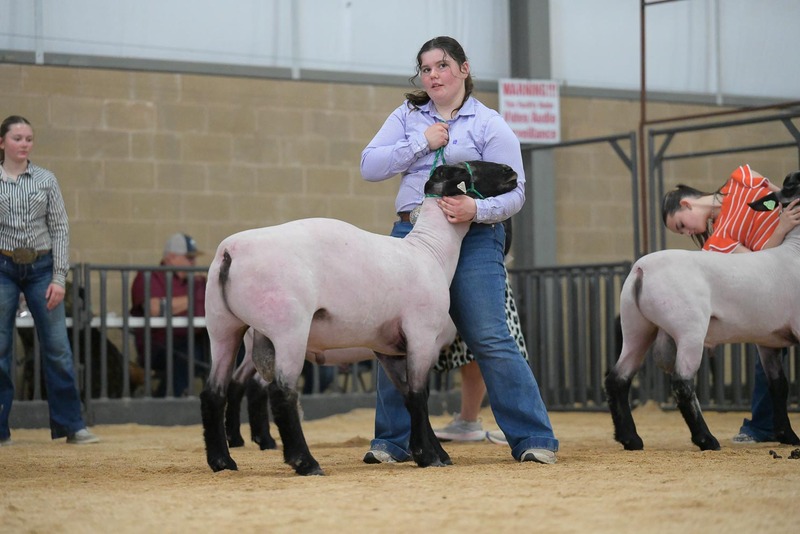 26KerrCo-BreedingSheepHS-7367.jpg