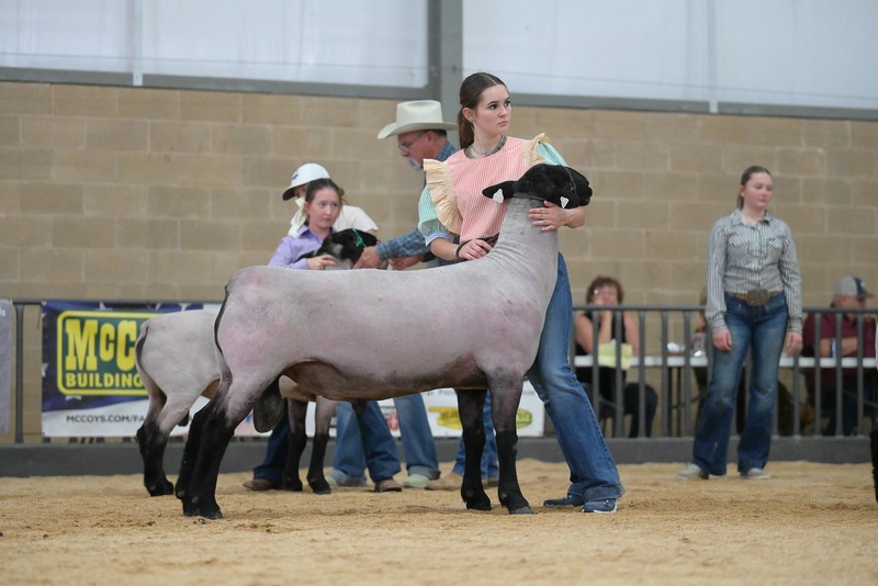 26KerrCo-BreedingSheepHS-7368(1).jpg