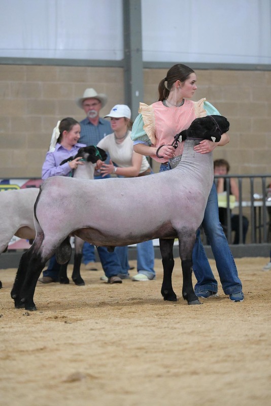 26KerrCo-BreedingSheepHS-7369.jpg