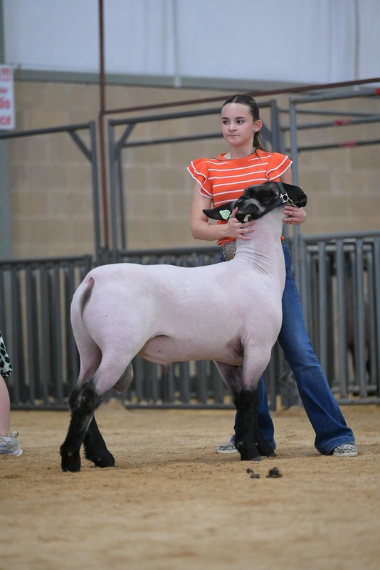 26KerrCo-BreedingSheepHS-7372.jpg