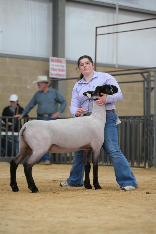 26KerrCo-BreedingSheepHS-7402(1).jpg