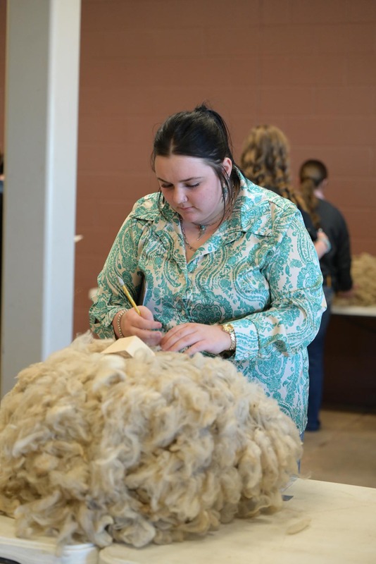 26SA-WoolJudging-4261.jpg