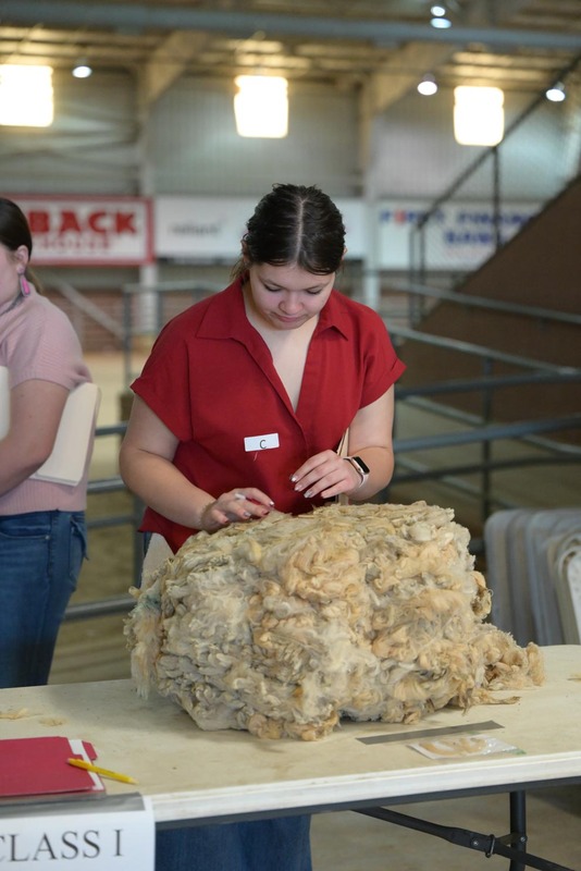 26SA-WoolJudging-4262.jpg