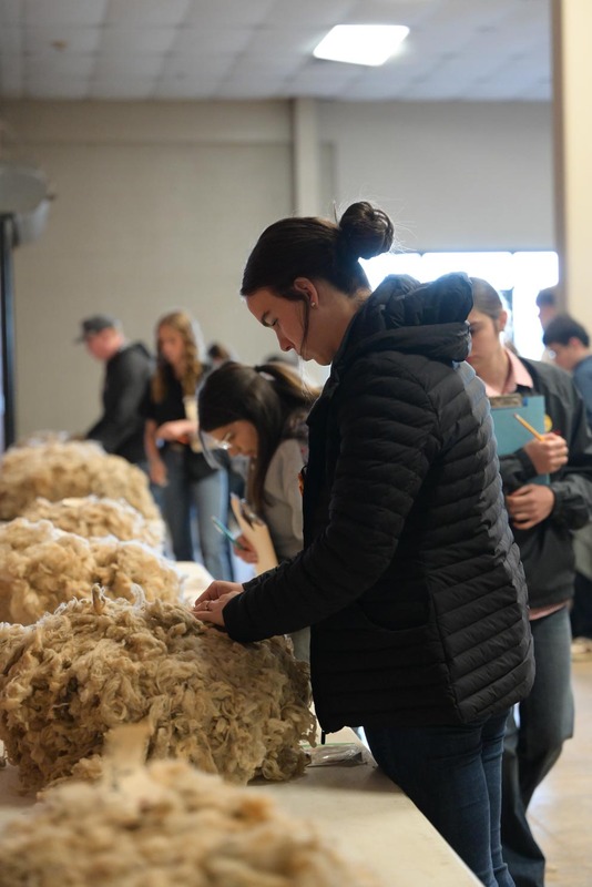 26SA-WoolJudging-4285.jpg