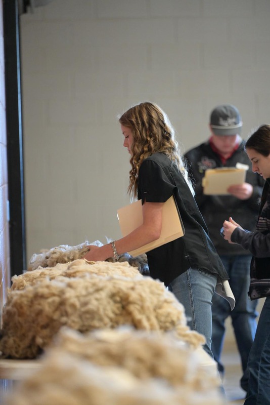 26SA-WoolJudging-4287.jpg