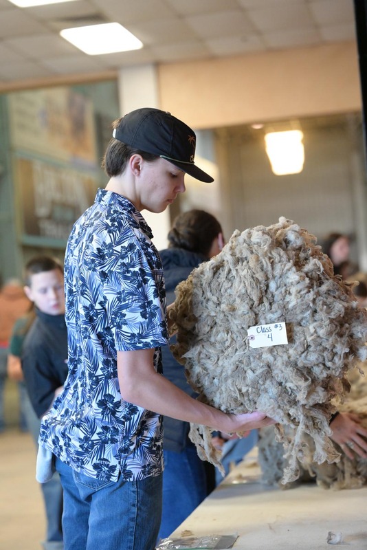 26SA-WoolJudging-4296.jpg