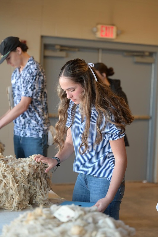 26SA-WoolJudging-4355.jpg