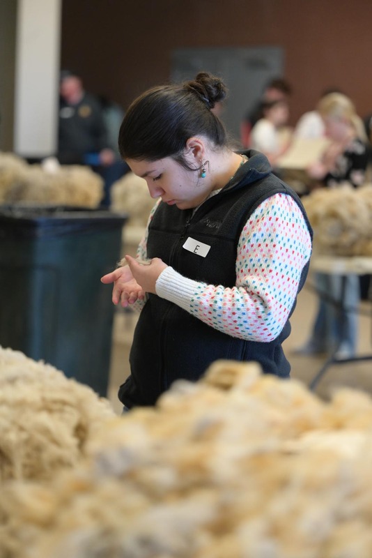 26SA-WoolJudging-4377.jpg