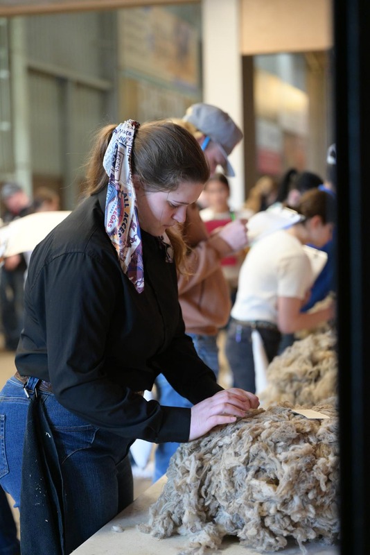 26SA-WoolJudging-4395.jpg