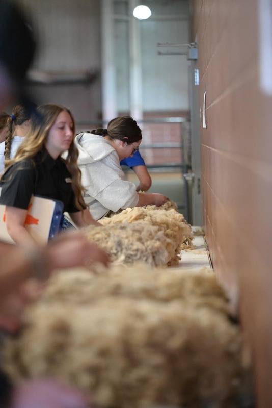 26SA-WoolJudging-4398.jpg