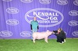 25KC-SwineBD-7362.jpg