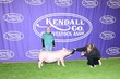 25KC-SwineBD-7364.jpg