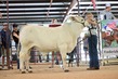 25RDC-BrahmanHS-7758.jpg