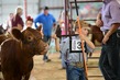 25RDC-Shorthorn-8551.jpg