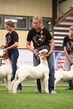 25SWYH-BGoatDrive-3537.jpg