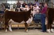 26GC-CattleHeifHS-3991.jpg