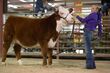 26GC-CattleHeifHS-3992.jpg