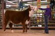 26GC-CattleHeifHS-3993.jpg