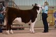 26GC-CattleHeifHS-3994.jpg