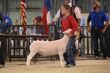 26GC-HairSheep-1811.jpg