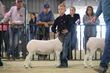26GC-HairSheep-1813.jpg