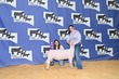 26KerrCo-BreedingSheepBD-1010.jpg