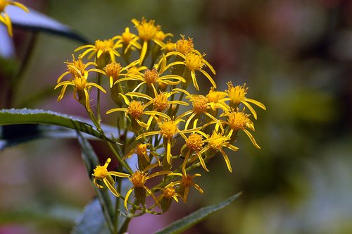 Arrow Leaved Ragwort - Senecio triangularis - Dardenelles CA 8-8-09_234.jpg