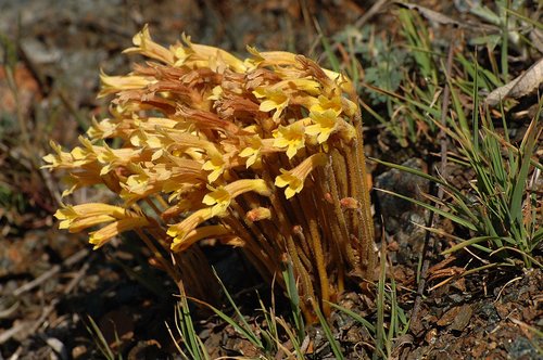 Fascicled Broomrape - Orobanche fasciculata - Bagby CA 3-26-10_183.jpg