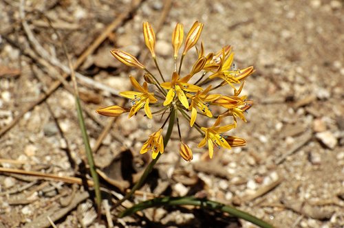 Mountain Pretty Face - Triteleia ixioides anilina - Tioga Road Yosemite NP CA 6-27-09_300.jpg