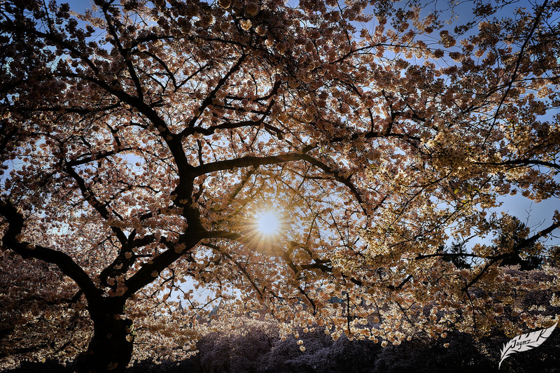 DSC07715_tonemapped.jpg
