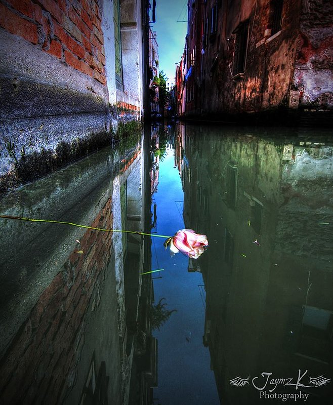 Rose in Venice.jpg