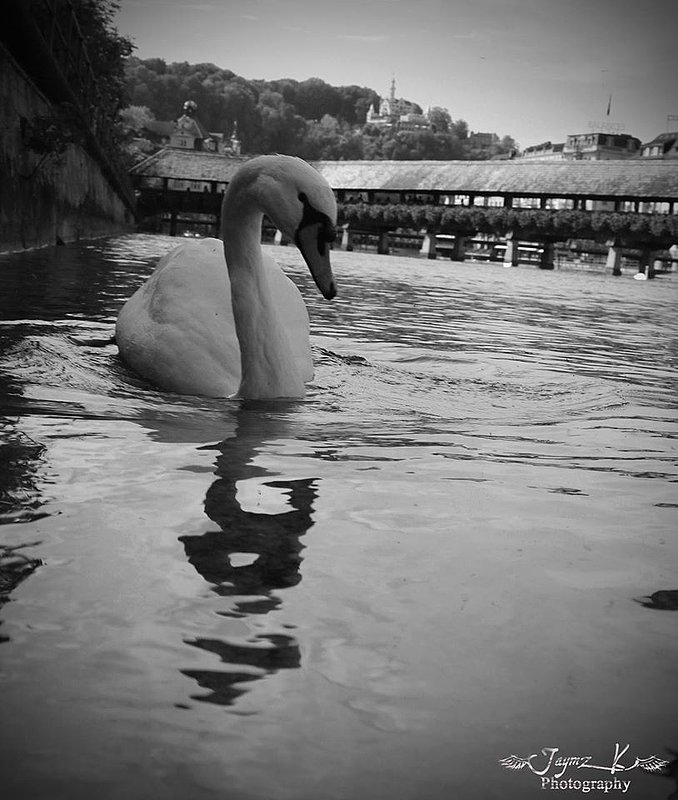 Swan in Switzerland.jpg
