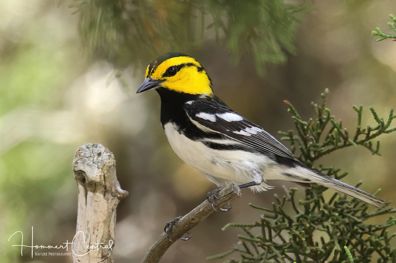 Golden-cheeked Warbler20240416TexasLost Maples State Natural Area3.jpg