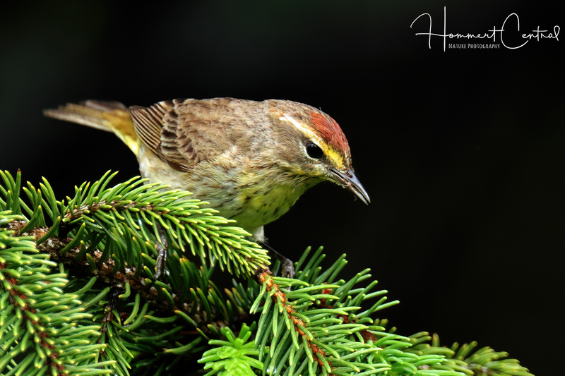 Palm Warbler20240503MissouriSt LouisTower Grove Park.jpg