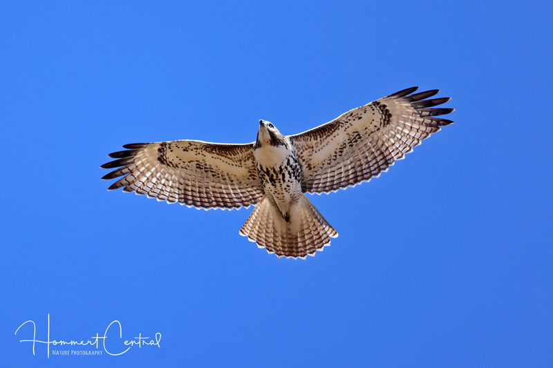 Red-tailed Hawk (immature)20231114MissouriRiverlands Migratory Bird Sanctuary(1).jpg