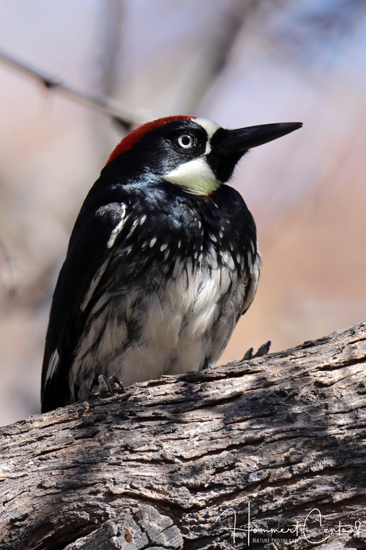 Acorn Woodpecker (03).jpg